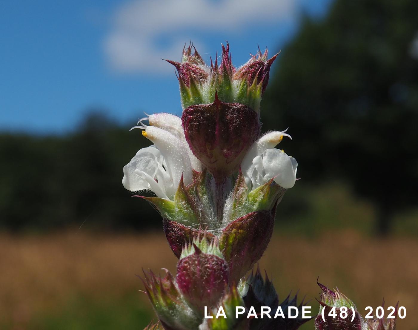 Sage, Mediterranean flower